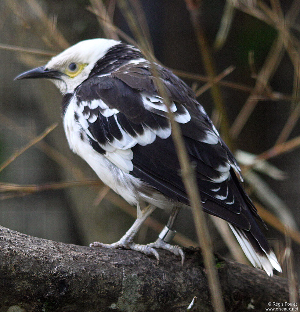 Black-collared Starling