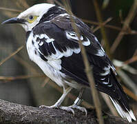 Black-collared Starling