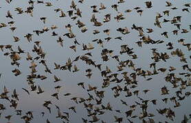 Common Starling