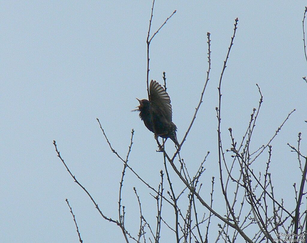 Common Starling