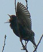 Common Starling