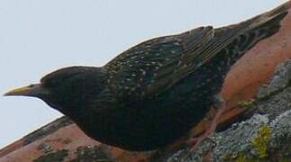 Common Starling