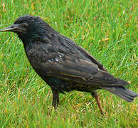 Common Starling