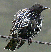 Common Starling