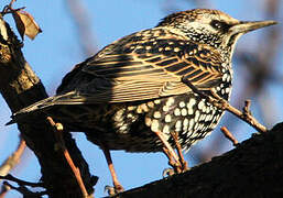 Common Starling