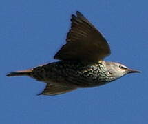 Common Starling