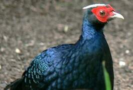 Edwards's Pheasant