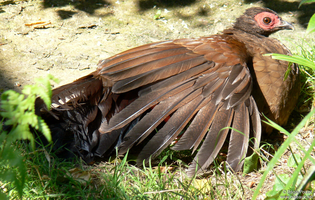 Edwards's Pheasant female adult, identification