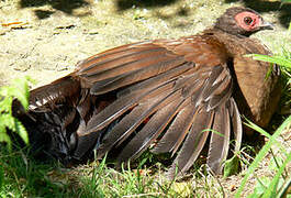 Edwards's Pheasant