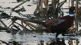 Common Pheasant