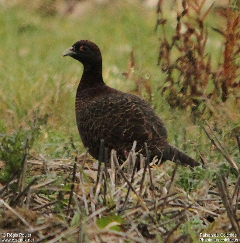 Faisan de Colchide, identification