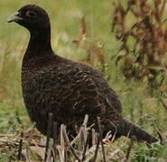 Common Pheasant