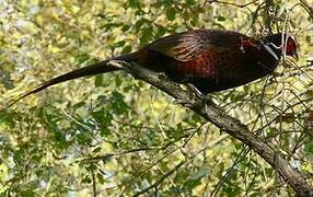 Common Pheasant