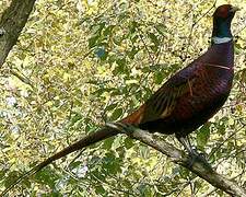 Common Pheasant