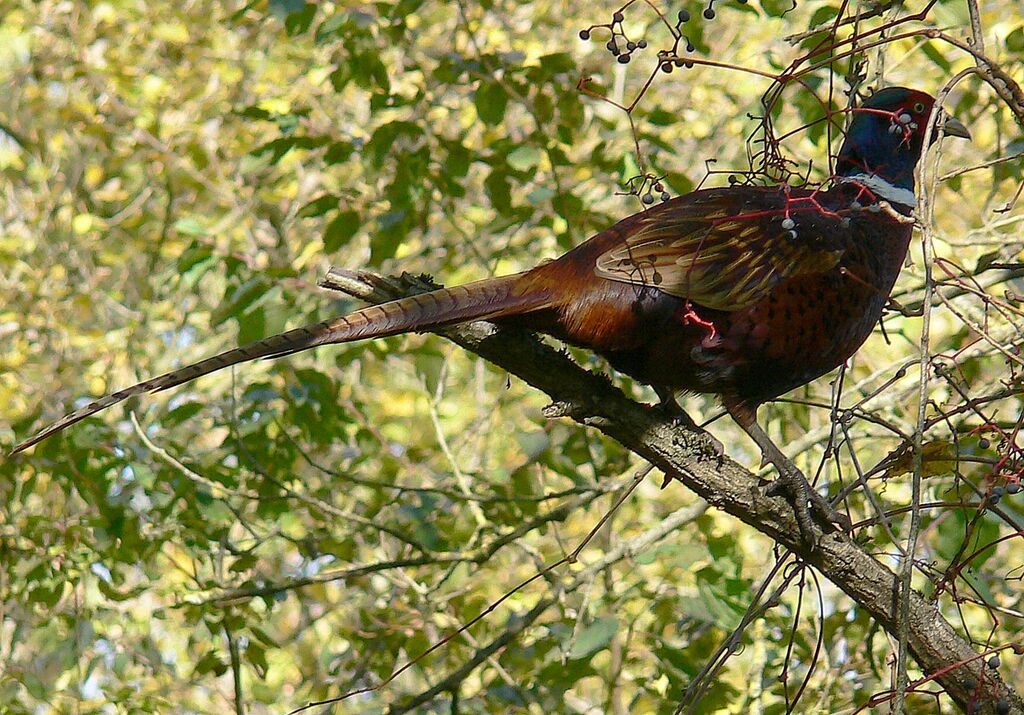 Common Pheasant male adult