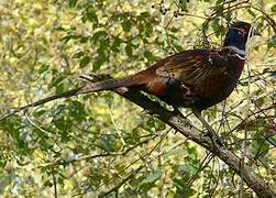 Common Pheasant