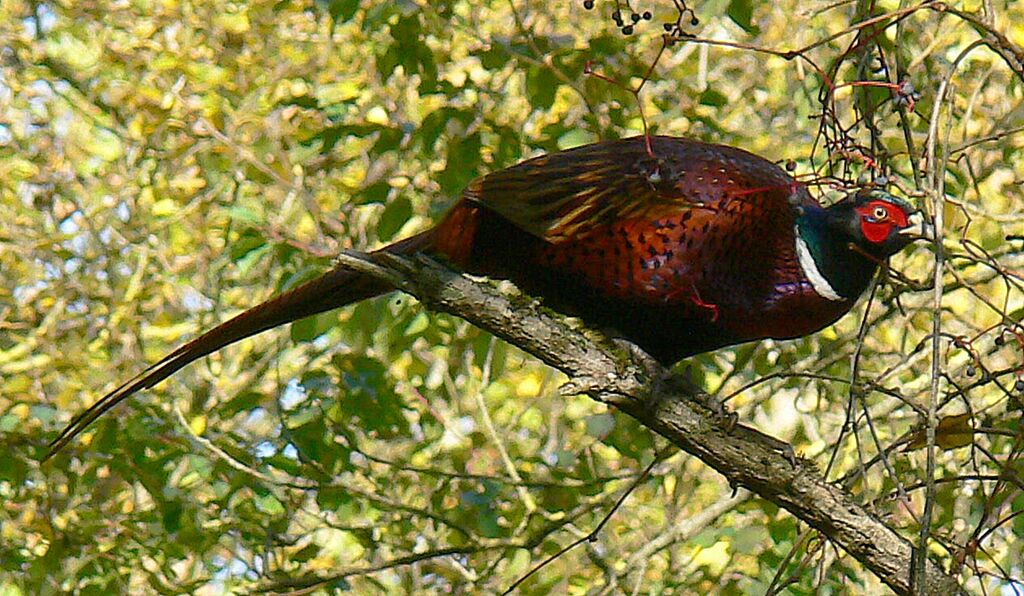 Common Pheasant male adult