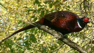 Common Pheasant