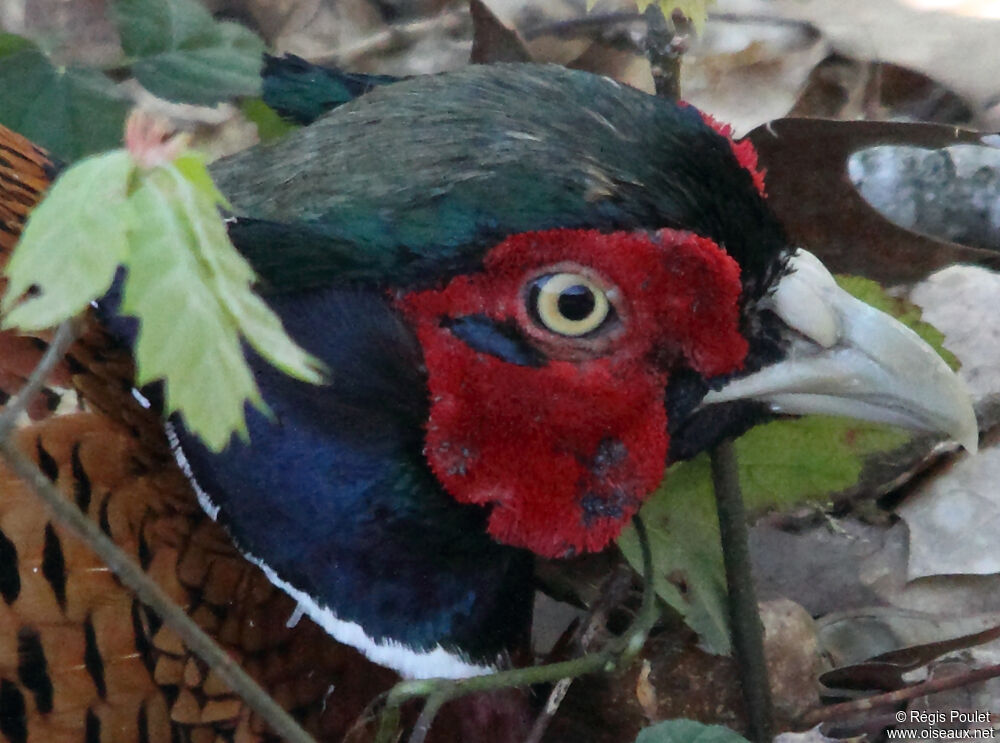Common Pheasant male adult, Behaviour