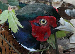 Common Pheasant