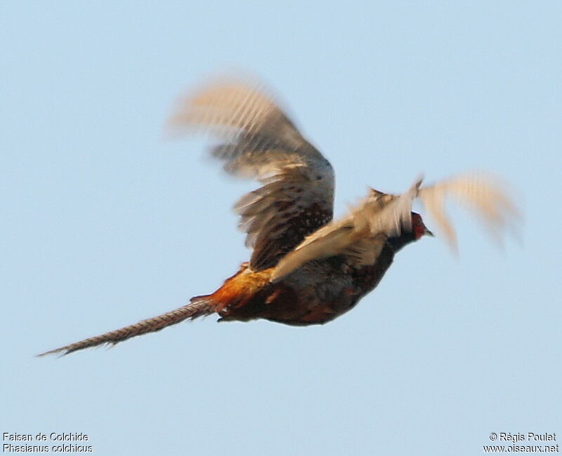 Common Pheasant female adult, Flight