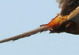 Common Pheasant