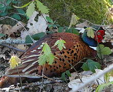 Common Pheasant