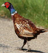 Common Pheasant