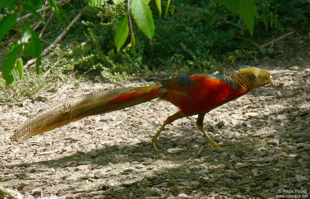 Golden Pheasant male adult