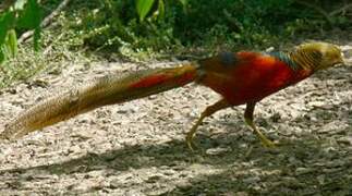 Golden Pheasant