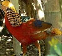 Golden Pheasant