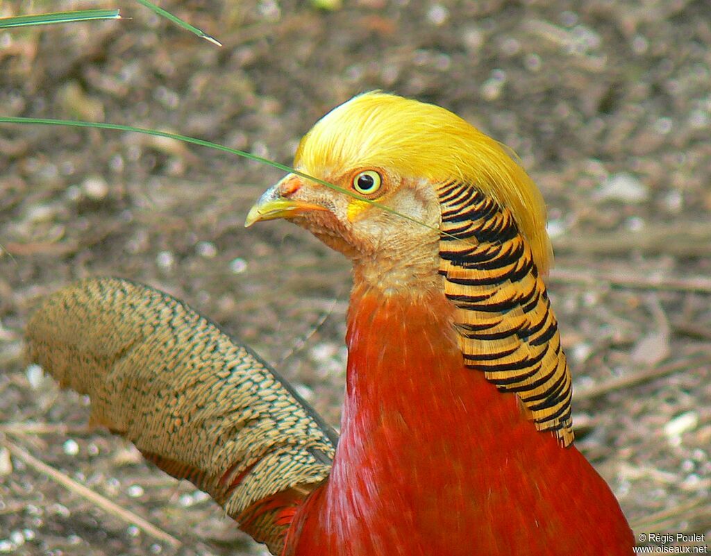 Golden Pheasant male adult