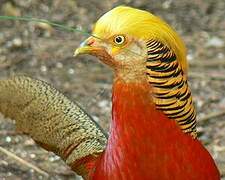 Golden Pheasant