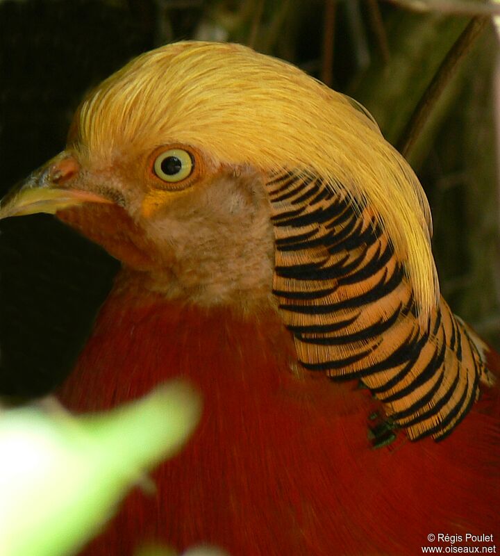 Golden Pheasant male adult
