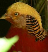 Golden Pheasant