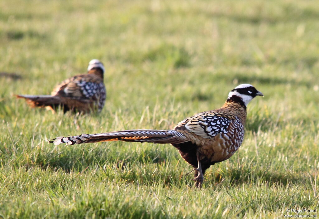 Reeves's Pheasant male, identification