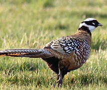 Reeves's Pheasant