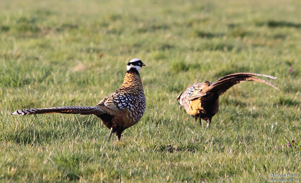 Reeves's Pheasant male