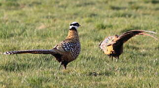 Reeves's Pheasant