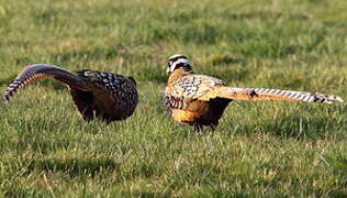 Reeves's Pheasant