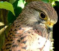 Common Kestrel