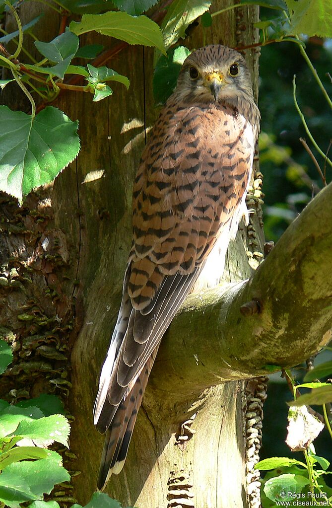 Faucon crécerelle