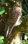 Common Kestrel