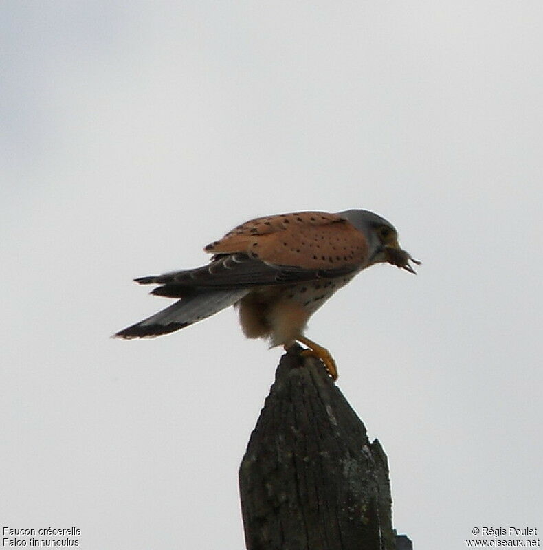 Common Kestrel male adult, feeding habits