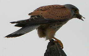 Common Kestrel