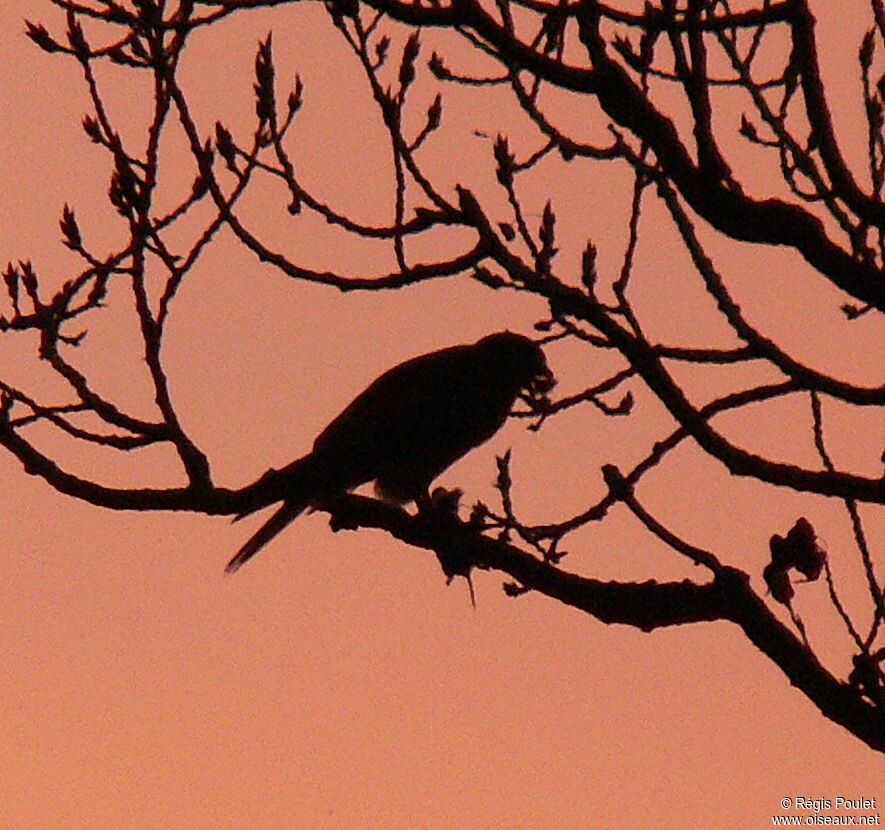 Common Kestrel