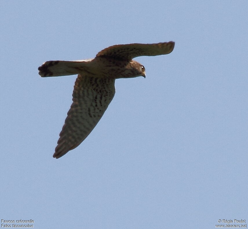 Common Kestrel female adult, Flight