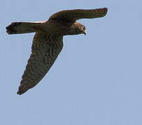 Common Kestrel