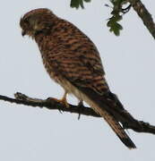 Common Kestrel