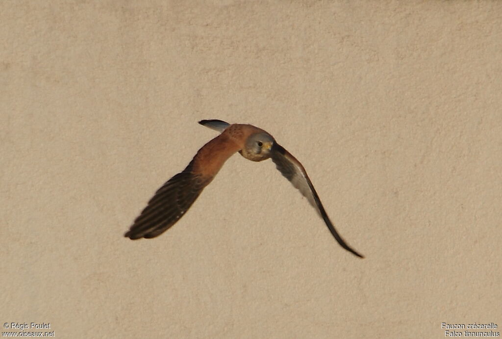 Common Kestrel, Flight